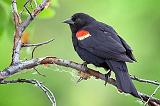 Red-winged Blackbird_53765
